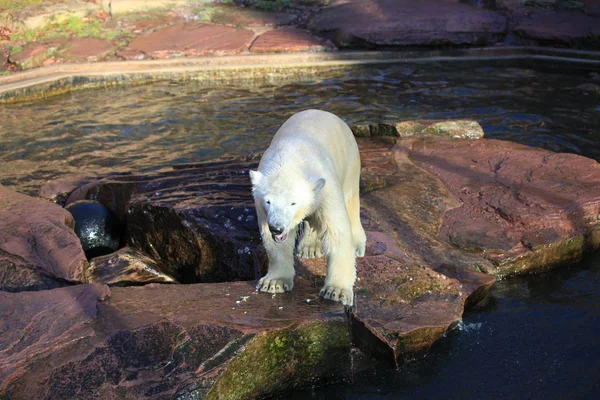 Baby Polar Bear Closeup — Stock Photo, Image