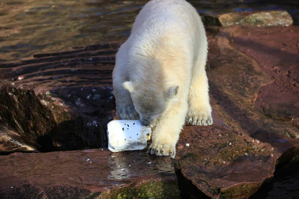 Bianco Predatore Dell Orso Polare — Foto Stock