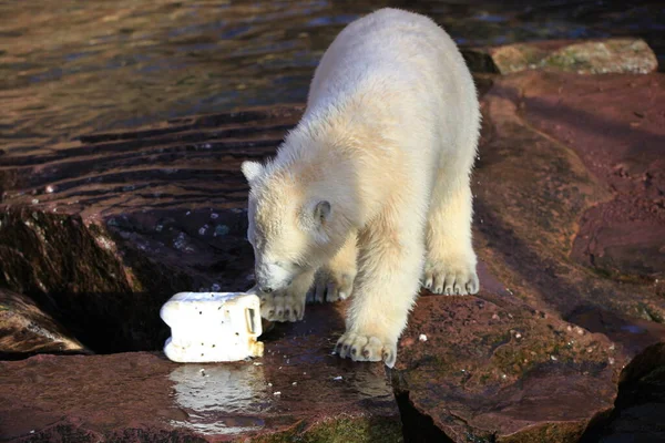 Bebé Oso Polar Primer Plano — Foto de Stock