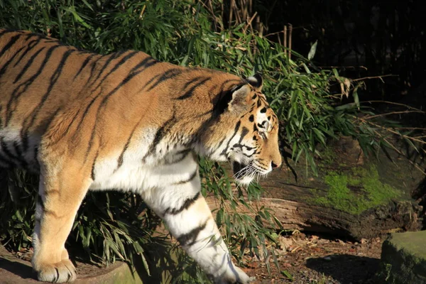 Tigrisek Közelről — Stock Fotó