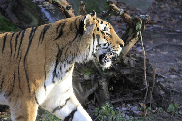 縞模様のトラ動物捕食者野良猫 — ストック写真