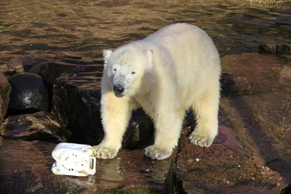 Bebé Oso Polar Primer Plano — Foto de Stock