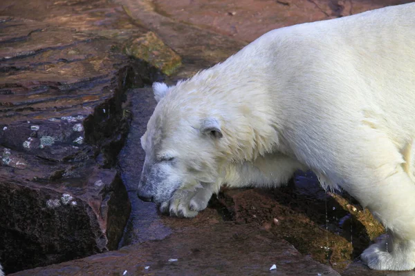 Bébé Ours Polaire Gros Plan — Photo