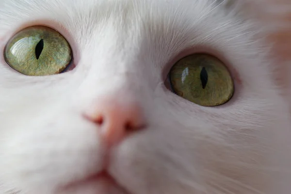 Chat Blanc Aux Yeux Verts Nez Rose — Photo