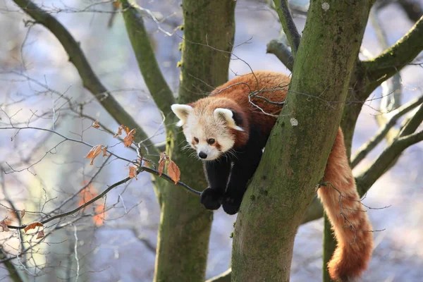 Mały Czerwony Miś Panda — Zdjęcie stockowe