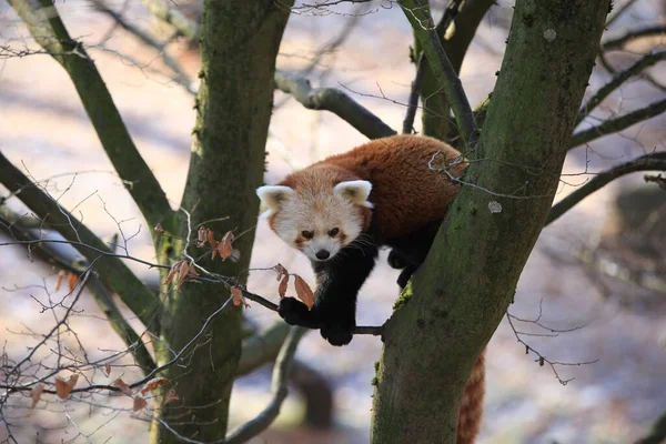 Petit Ours Panda Rouge — Photo