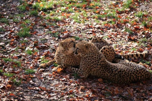 Cheetah Κοντινό Πλάνο — Φωτογραφία Αρχείου