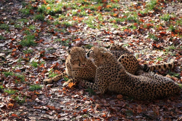 Cheetah Gato Animal Selvagem — Fotografia de Stock