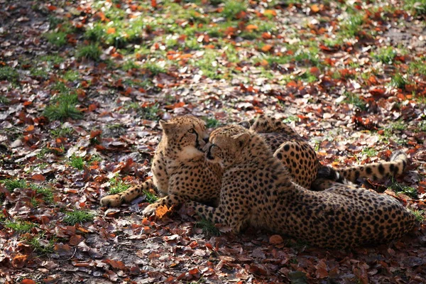 Cheetah Gato Animal Selvagem — Fotografia de Stock