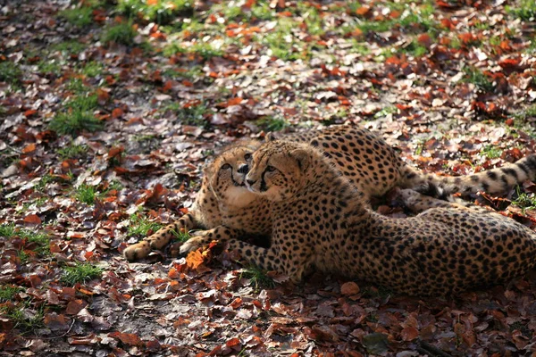 Cheetah Close — Stock Photo, Image