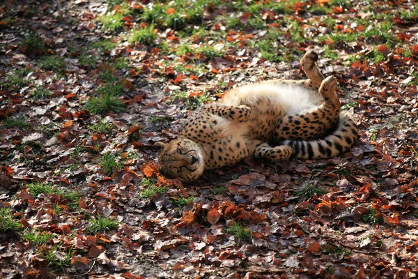 Cheetah Κοντινό Πλάνο — Φωτογραφία Αρχείου