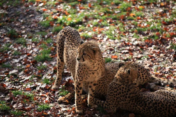 Gepard Zbliżeniu — Zdjęcie stockowe