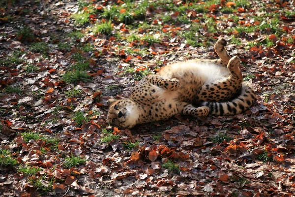 猎豹猫 野生动物 — 图库照片