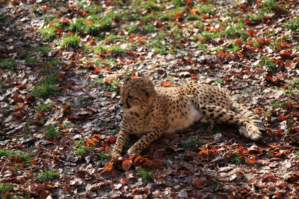 Gepard Kot Dzikie Zwierzę — Zdjęcie stockowe