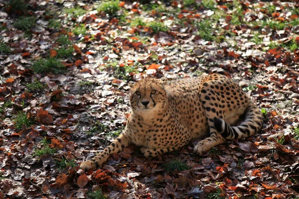 Ghepard Pisica Animal Sălbatic — Fotografie, imagine de stoc