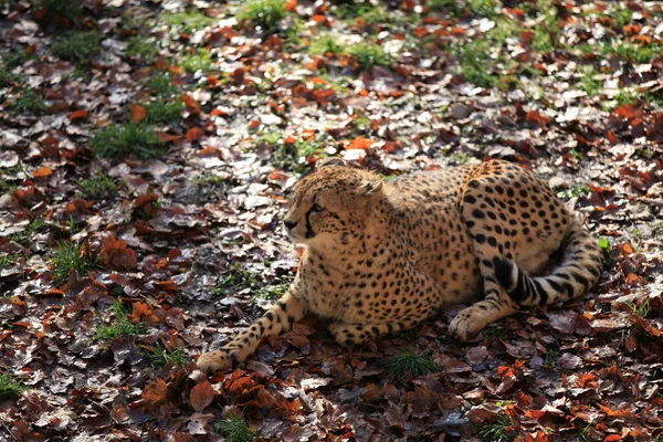 Jachtluipaard Kat Wild Dier — Stockfoto