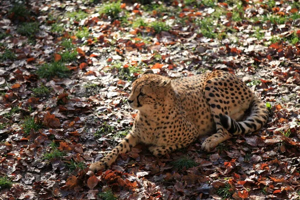 Ghepardo Gatto Animale Selvatico — Foto Stock