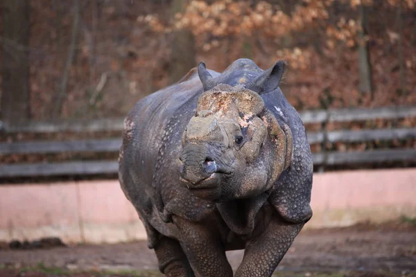 Животные Носорогов Флора Фауна — стоковое фото