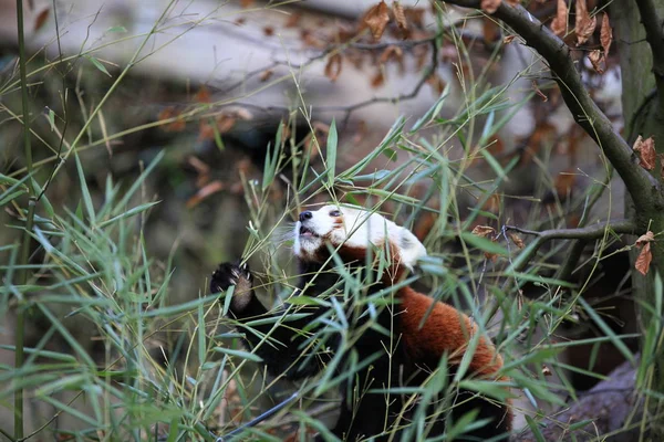 Mały Panda Niedźwiedź Zbliżenie — Zdjęcie stockowe