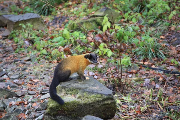 다람쥐원숭이 밥먹고 — 스톡 사진