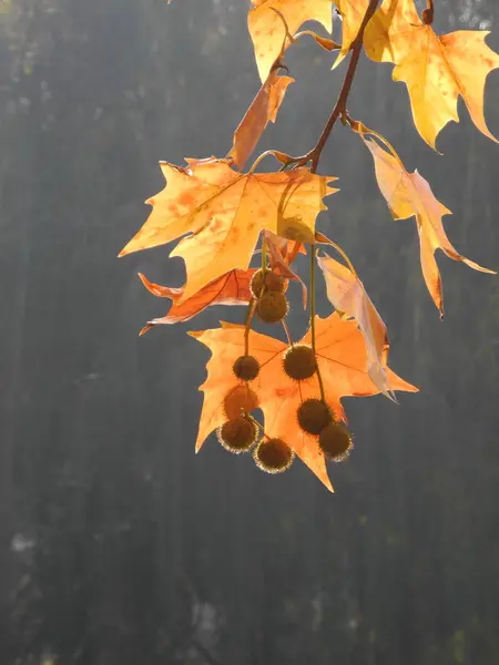 Plank Tree Branch Autumn — Stock Photo, Image