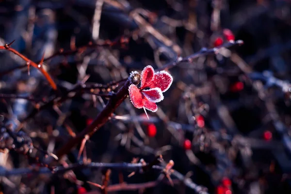 Feuilles Rouges Congelées Sur Vigne Avec Pointes — Photo