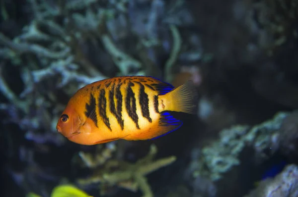 Enkel Brand Dvärg Pygmé Fisk Framför Blå Koraller — Stockfoto