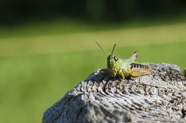 Gräshoppor Insekt Ryggradslösa Djur Bugg — Stockfoto