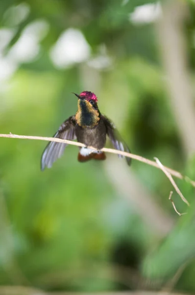 Malebný Pohled Krásného Kolibříka — Stock fotografie