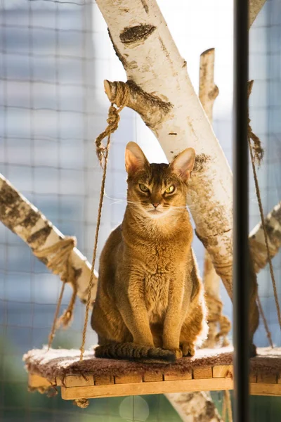 Abyssinian cat sitting on a scratching post in balcony