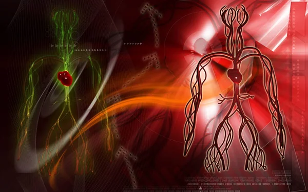 Ilustración Digital Del Sistema Vascular Fondo Color —  Fotos de Stock