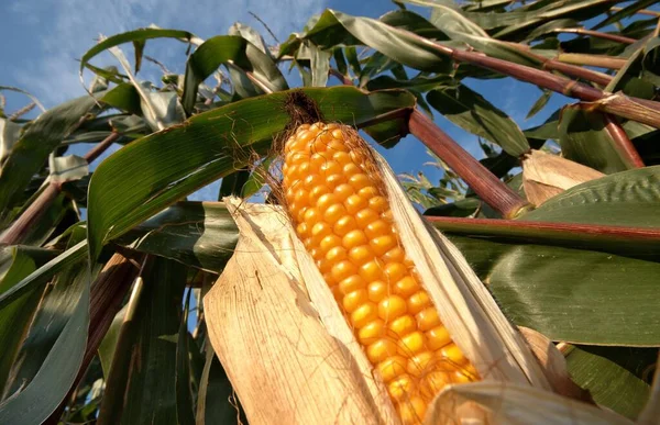 Vista Del Campo Grano Concetto Agricoltura — Foto Stock