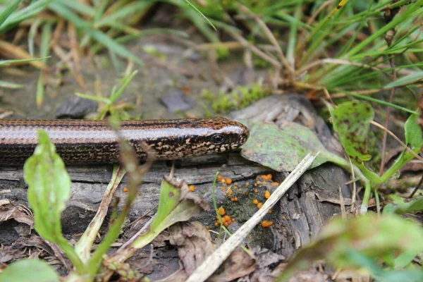 Gusano Ciego Criatura Lagarto — Foto de Stock