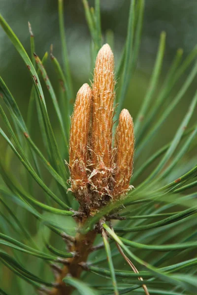 Rama Pino Con Inflorescencia Brotada Primavera —  Fotos de Stock