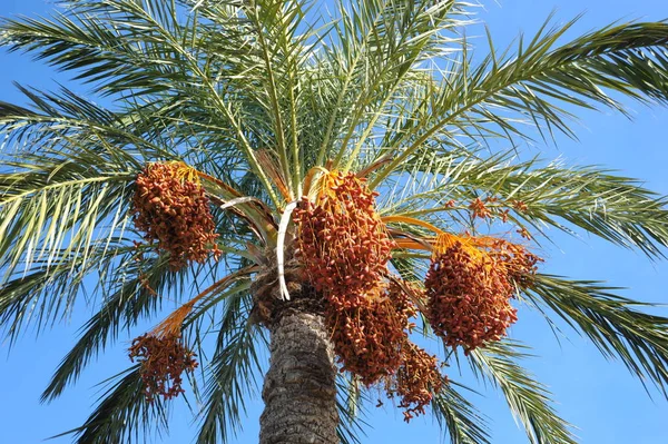 Bel Colpo Botanico Carta Parati Naturale — Foto Stock