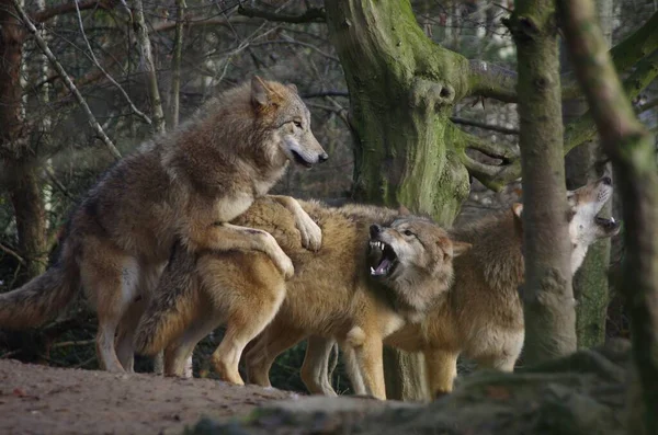 Vista Panorámica Del Lobo Salvaje Naturaleza —  Fotos de Stock