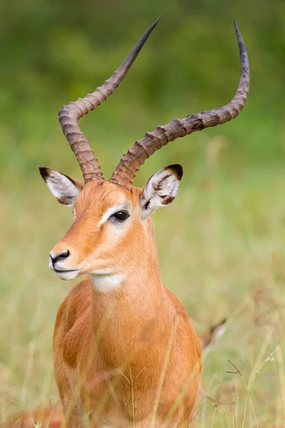 Kopyta Přírodě Savannah Gazelle — Stock fotografie