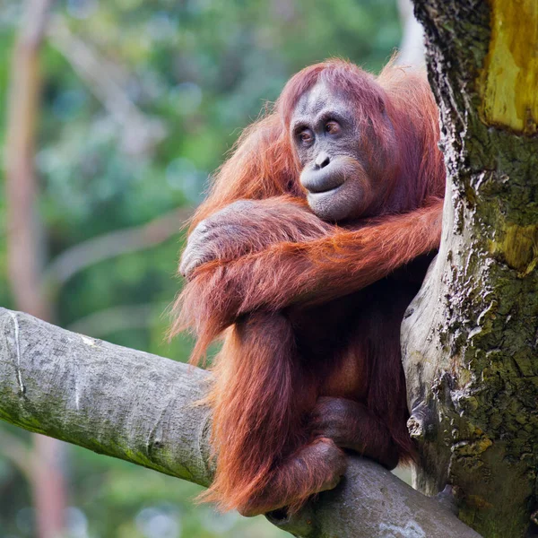 Mono Orangután Mono Animal —  Fotos de Stock