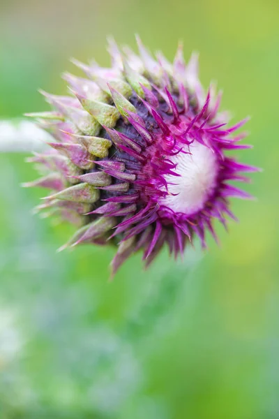 Detailní Záběr Květ Bodláku Cirsium — Stock fotografie