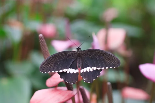 Macro Scatto Una Farfalla — Foto Stock