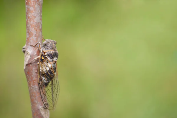 Vahşi Doğada Böceğe Yakın Çekim — Stok fotoğraf
