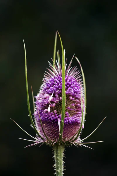 Schöne Blumen Blumiges Konzept Hintergrund — Stockfoto