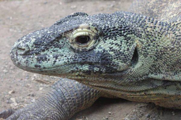 Komodo Drago Lucertola Rettile — Foto Stock