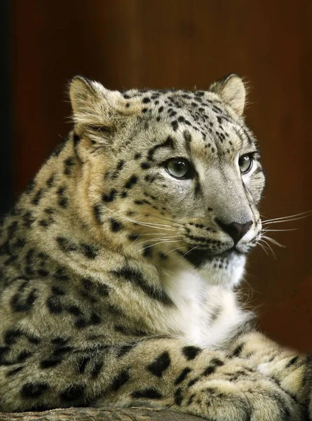Depredador Leopardo Gato Grande — Foto de Stock