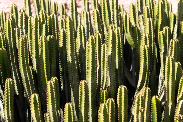 Kaktusy Lanzarote Hiszpanie — Zdjęcie stockowe