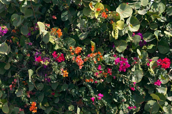 金丝雀植物区系 英萨罗特 西班牙 — 图库照片