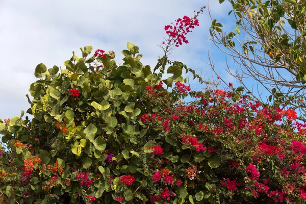 金丝雀植物区系 英萨罗特 西班牙 — 图库照片