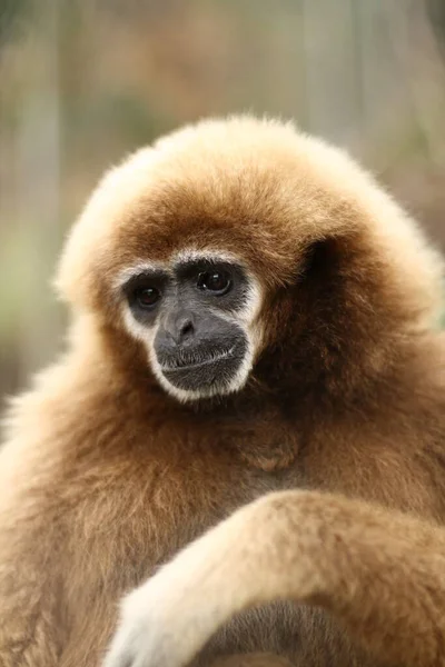 Close Lonely Looking Gibbon Thailand — 스톡 사진