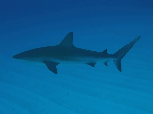 Tiburón Arrecife Del Caribe Las Bahamas — Foto de Stock