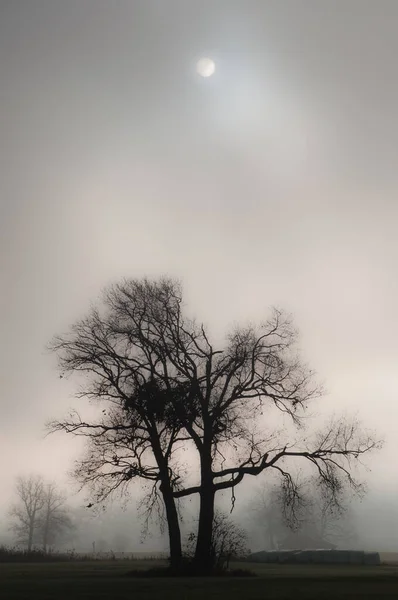 Árboles Niebla — Foto de Stock